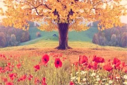 Wallpaper Landscapes and Nature Flora and Fauna Forests and Trees Leaves and Flowers Meadows and Hills Trees