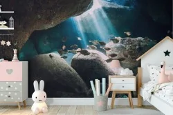 Underwater nature fish wallpaper landscape photography-6