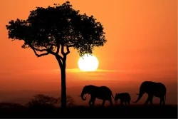 Wallpaper Flora and Fauna Landscapes and Nature Sunrise Sunset Animals