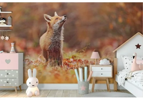 Carta da Parati volpe animali bambini bosco natura-9 2