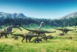 Carta da Parati Bambini Animali uccelli Paesaggi
