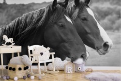 Animal Birds Wallpaper