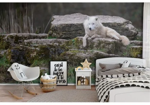 Carta da Parati lupo bianco nel bosco fotografia natura bambini-14