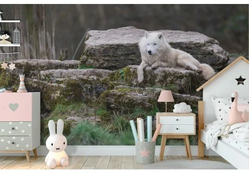 White Wolf Wallpaper in the Forest Nature Photography Children-14 2