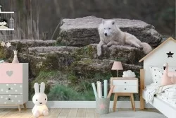 Carta da Parati lupo bianco nel bosco fotografia natura bambini-14