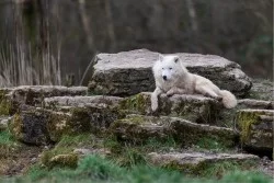 Children's Wallpaper Animals Birds