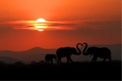 Carta da Parati Bambini Animali uccelli Paesaggi