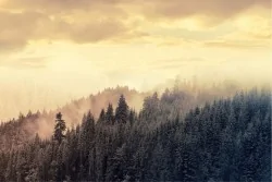 Carta da Parati Paesaggi e Natura Flora e Fauna Foreste e Alberi