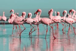 Carta da Parati Flora e Fauna animali Tropicale