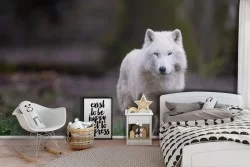 Carta da Parati Lupo bianco animali natura bambini-22