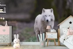Carta da Parati Lupo bianco animali natura bambini-22