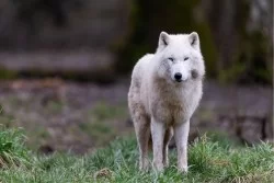 Carta da Parati Bambini Animali uccelli