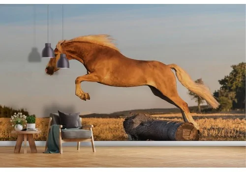 Wallpaper horse nature photography animals-28