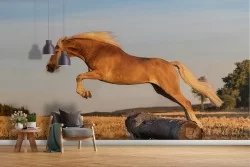 Carta da Parati cavallo natura fotografia animali-28