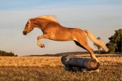 Carta da Parati Flora e Fauna animali