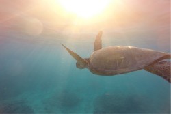 Carta da Parati Bambini Flora e Fauna Animali uccelli Mondo acquatico