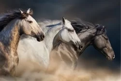 Carta da Parati Bambini Animali uccelli