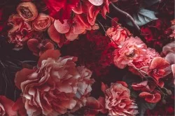 Wallpaper Design and Styles Flora and Fauna Nature Flowers