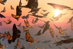 Carta da Parati Bambini Animali uccelli