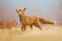 Carta da Parati Bambini Animali uccelli