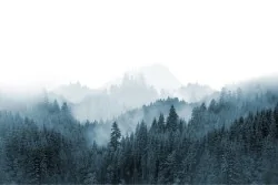 Carta da Parati Flora e Fauna Paesaggi e Natura Foreste e Alberi Alberi