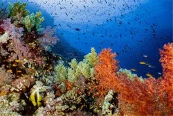 Tropical Aquatic World Flora and Fauna Wallpaper