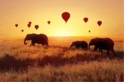 Carta da Parati Bambini Animali uccelli Razzi aerei mongolfiere