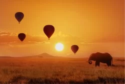 Carta da Parati Bambini Animali uccelli Razzi aerei mongolfiere