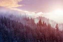 Carta da Parati Flora e Fauna Paesaggi e Natura Foreste e Alberi Alberi