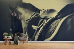 Refined design horse photography wallpaper-54