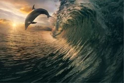 Children's Wallpaper Flora and Fauna Animals Birds Aquatic World
