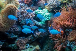 Carta da Parati Bambini Flora e Fauna Animali uccelli Mondo acquatico