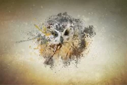 Carta da Parati Flora e Fauna animali