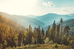 Carta da Parati Flora e Fauna Paesaggi e Natura Foreste e Alberi Montagna