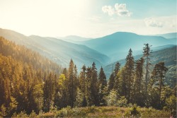 Wallpaper Flora and Fauna Landscapes and Nature Forests and Trees Mountain