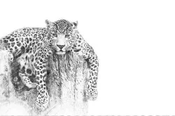Flora and Fauna Animal Wallpaper
