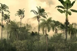 Wallpaper Design and Styles Landscapes and Nature Forests and Trees Tropical Nature