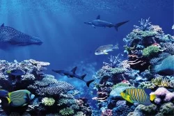 Carta da Parati Bambini Animali uccelli