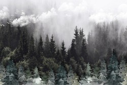 Carta da Parati Flora e Fauna Paesaggi e Natura Alberi Foreste e Alberi