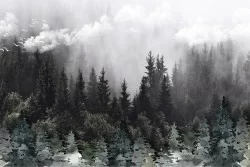 Wallpaper Flora and Fauna Landscapes and Nature Trees Forests and Trees