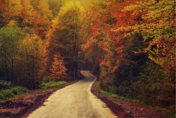 Carta da Parati Flora e Fauna Paesaggi e Natura Foreste e Alberi