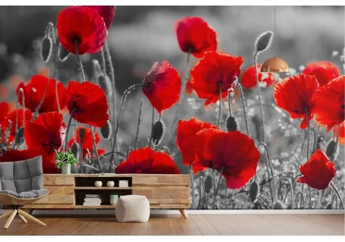 Wallpaper grass red poppies nature