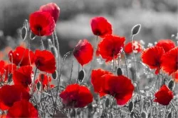 Wallpaper Design and Styles Flora and Fauna Landscapes and Nature Flowers Leaves and Flowers Modern Meadows and Hills