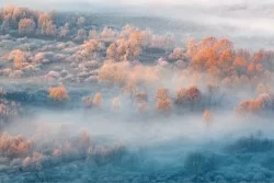 Carta da Parati Paesaggi e Natura Foreste e Alberi