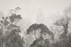 Carta da Parati Flora e Fauna Paesaggi e Natura Alberi Foreste e Alberi