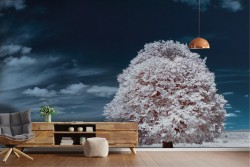 Carta da Parati Alberi Foreste e Alberi