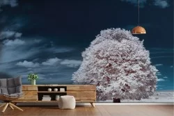 Wallpaper Trees Forests and Trees