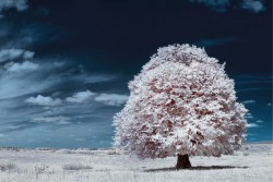 Carta da Parati Flora e Fauna Paesaggi e Natura Alberi Foreste e Alberi