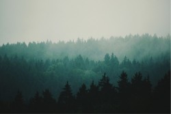 Carta da Parati Flora e Fauna Paesaggi e Natura Foreste e Alberi Alberi