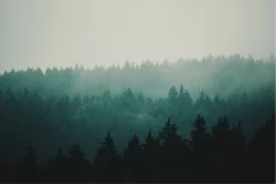 Wallpaper Flora and Fauna Landscapes and Nature Forests and Trees Trees